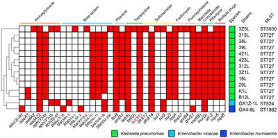 IncHI1 plasmids mediated the tet(X4) gene spread in Enterobacteriaceae in porcine